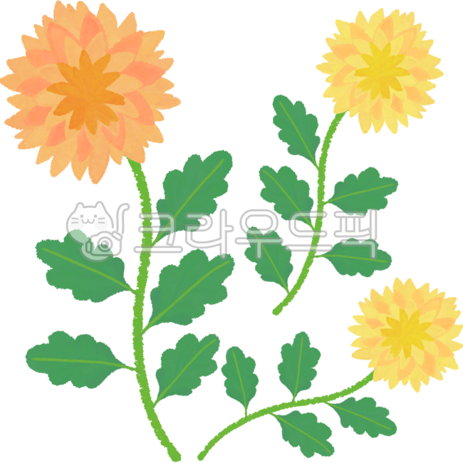 국화,가을국화,국화꽃,노란국화,가을