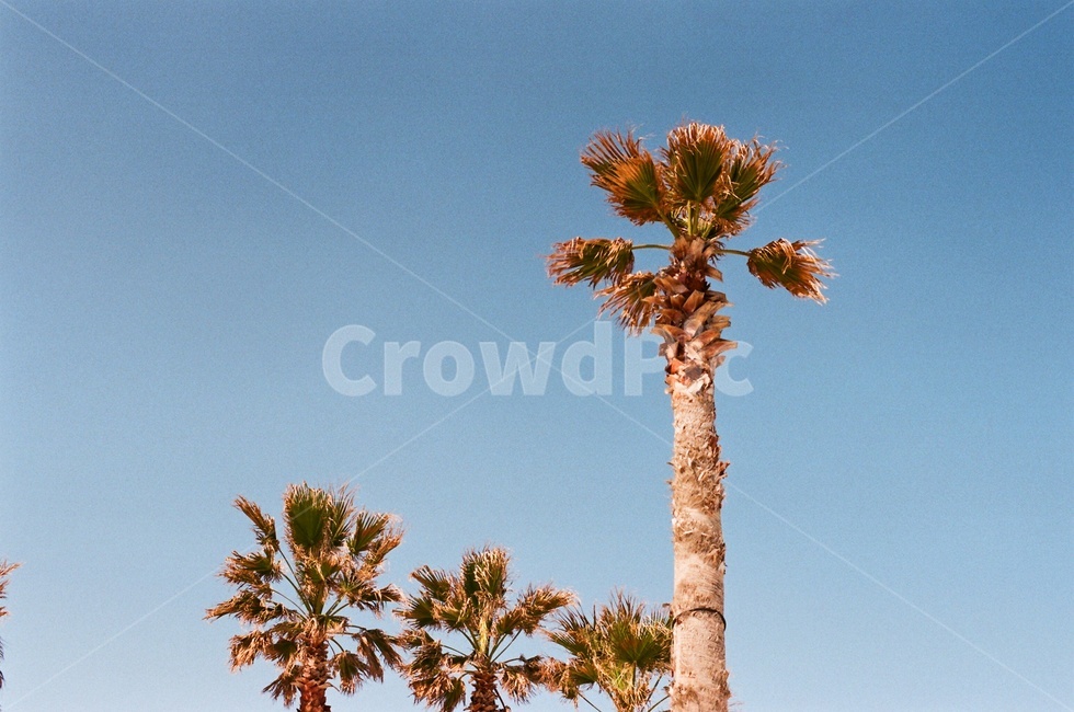 제주,필름사진,filmphotography,filmphoto,나무,tree,식물,plant,야자수,palmtree,이국적인,나무,trees,wood