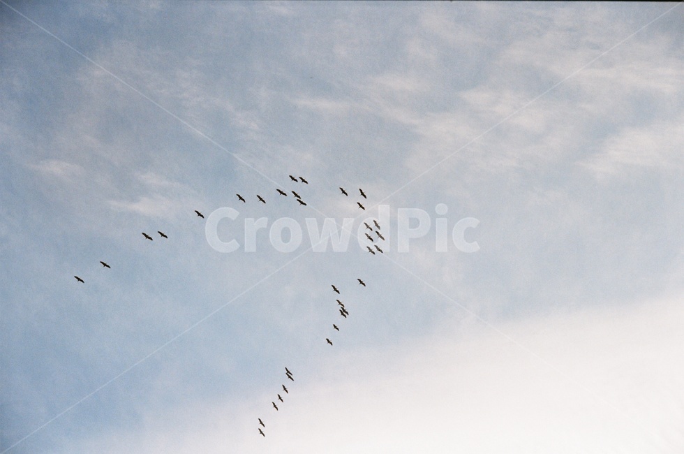 새,무리,하늘,필름카메라,밝음,동물,animal,조류,새,birds