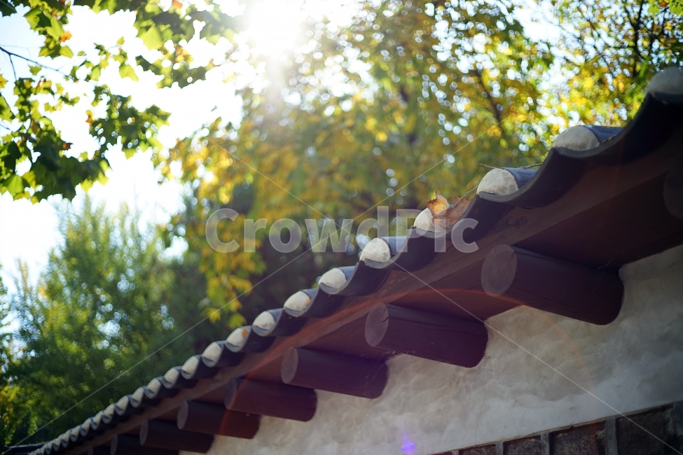 가을,창경궁,돌담길,기와,한옥,한국전통,한국문화,korean traditional,korean culture,건축물,건물외관,exterior,building,structure,architecture,construction