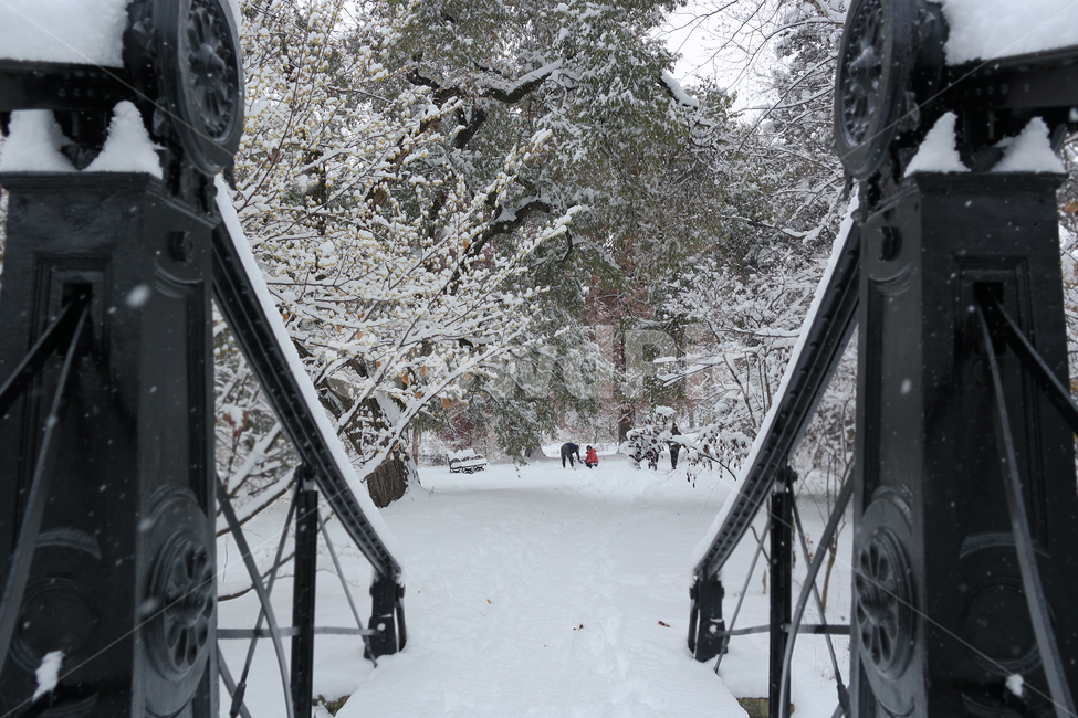 다리,눈,겨울,눈내리는날,bridege,snow,park,forest,숲,snowy,winter,겨울,계절,winter,season