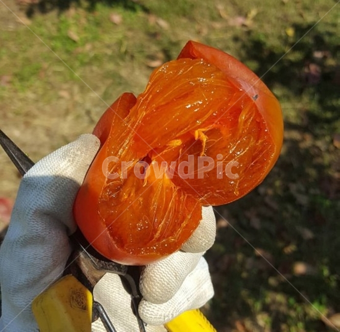 홍시,연시,반시,유기농홍시,가을,식품,과일