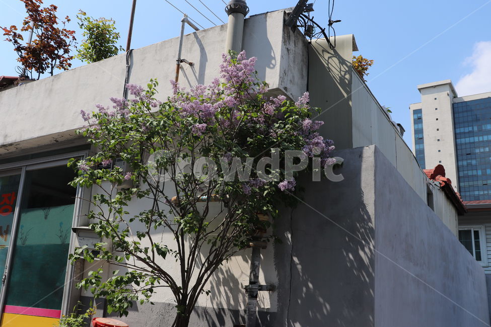 담장,꽃,보라색,라일락,하늘,건축물,건물외관,exterior,building,structure,architecture,construction