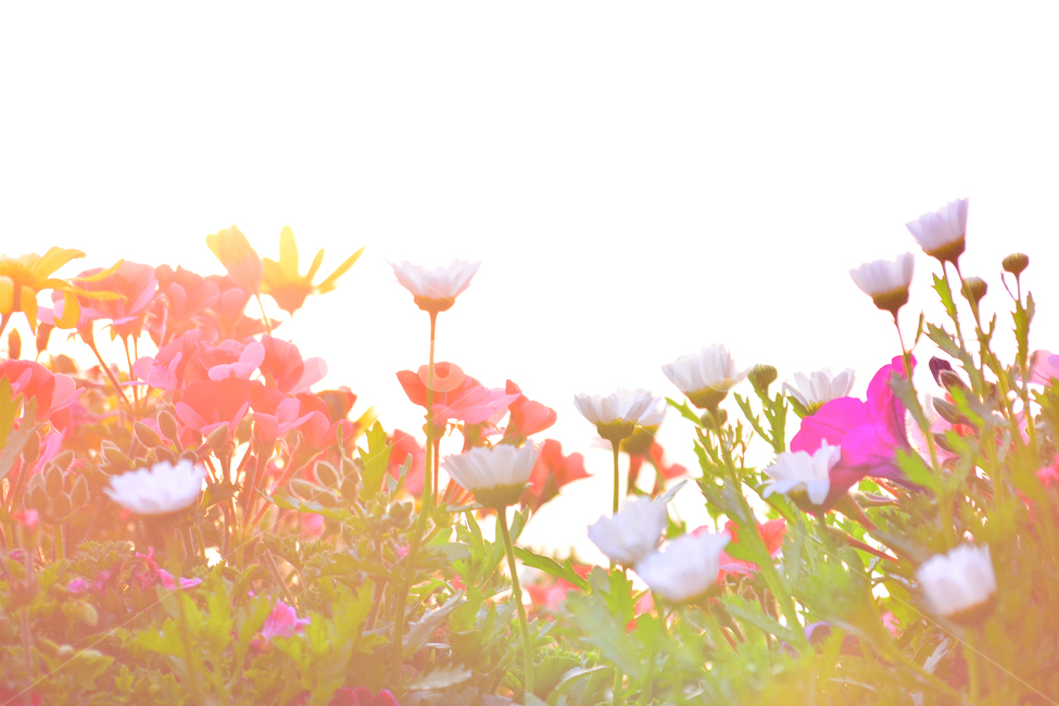 꽃밭,칼라풀,감성,꽃,석양,해질무렵,다양한,분위기,아름다운,필,느낌,feeling,emotion,sensibility,아련한,식물,자연,plants,nature,꽃,flower,휴식,힐링,rest,relaxation,healing