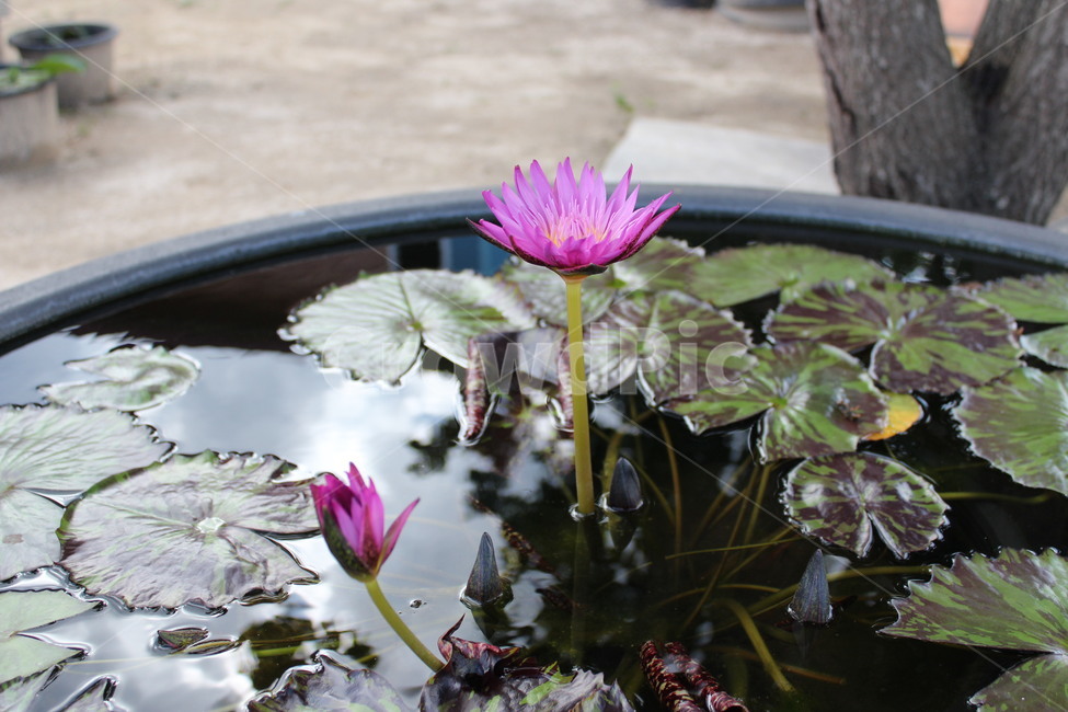 연잎,연꽃,석가탄신일,lotus,부처님오신날,자연,초록,잎,잎사귀,green,lotusleave,leef,nature,꽃,flower,식물,자연,plants,nature,꽃,flower