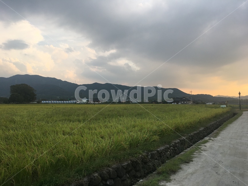 field,목초지,grassland,들,들판,자연,nature,outdoors,논,논밭,노을,풍경,시골,시골길,논두렁,논길