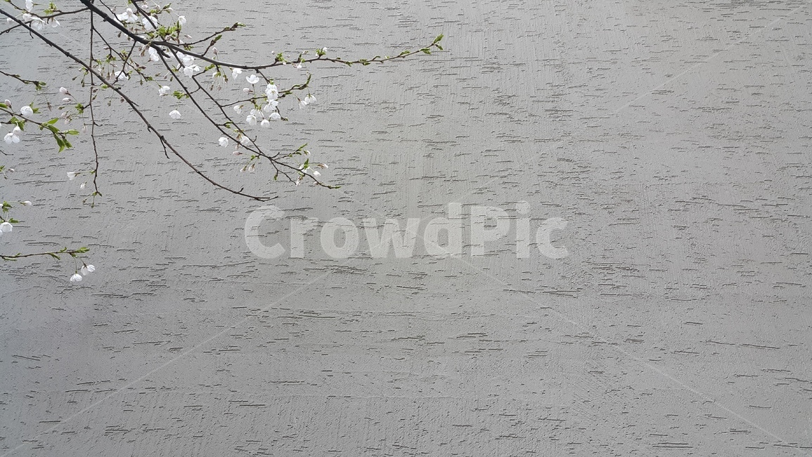 벚꽃,벚꽃나무,봄꽃,나무,식물,봄,계절,spring,season,자연,풍경,nature,landscape,식물,plants,꽃,flower,ground,바닥
