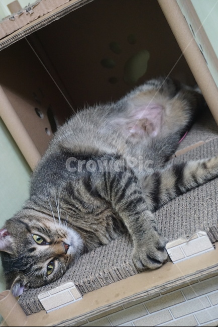 lying cat,Korean Shorthair,Short Mackerel,cat