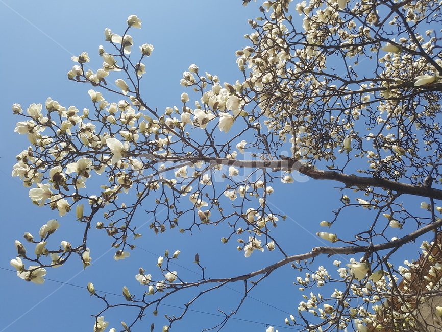 봄,spring,꽃,flower,목련,목련꽃,봄,계절,spring,season,식물,자연,plants,nature,꽃,flower,plant