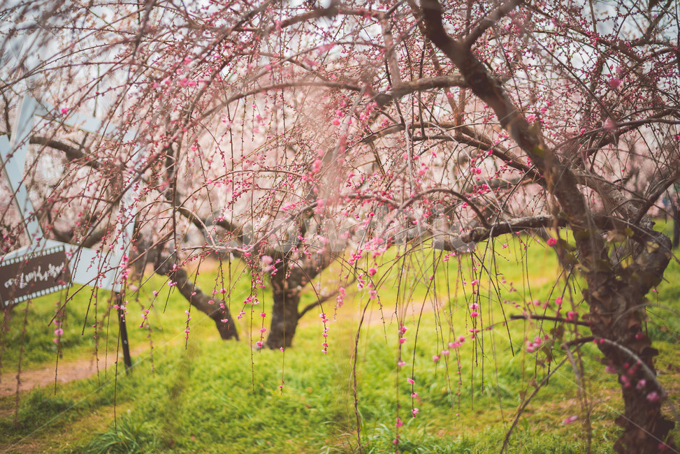 매화,매화꽃,꽃,식물,매화나무,봄,계절,spring,season,자연,풍경,nature,landscape,plant,flower,blossom