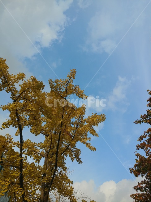 나무,하늘,구름,풍경,단풍,가을,계절,fall,autumn,season,식물,자연,plants,nature,나무,trees,wood,tree,plant,tree trunk,나무 줄기