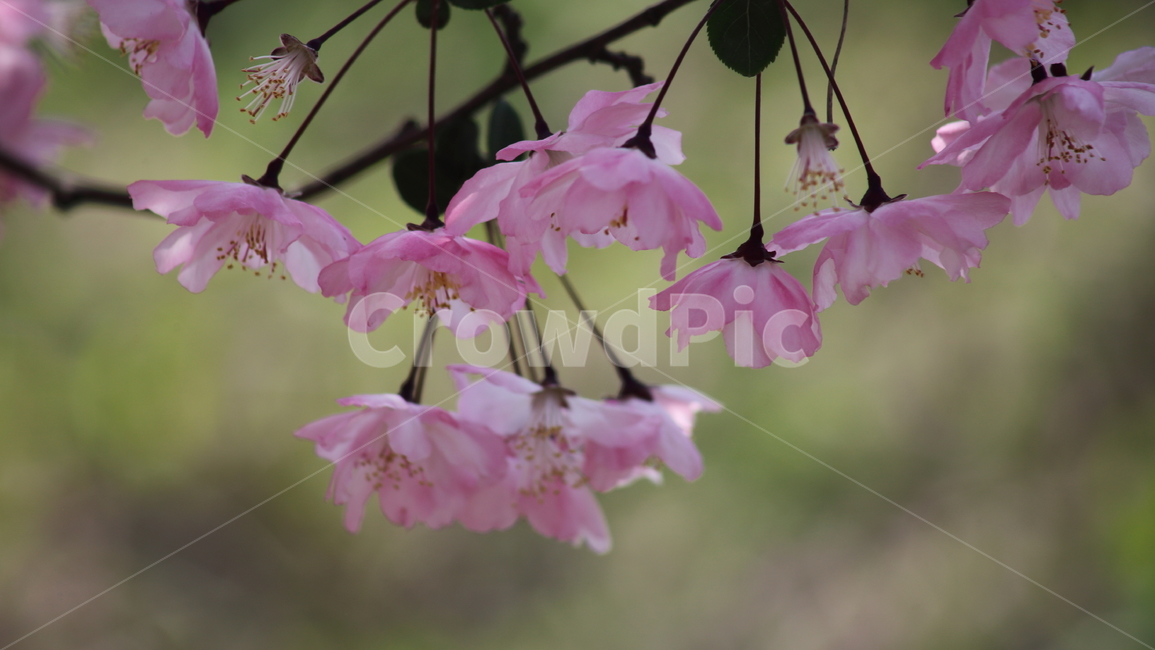 수사해당화,서부해당화,봄,malushalliana,꽃사과나무,식물,자연,plants,nature,꽃,flower
