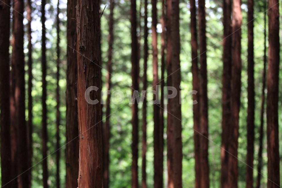 편백,편백나무,숲,자연,풍경,식물,자연,plants,nature,나무,trees,wood,휴식,힐링,rest,relaxation,healing