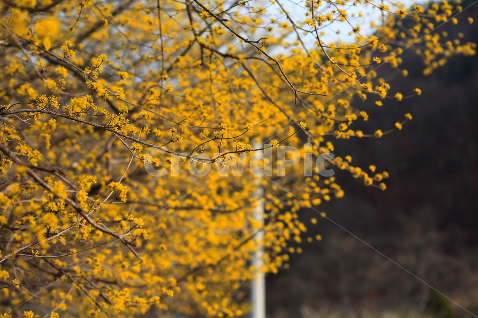 자연,식물,꽃,봄,나무,봄꽃,산수유나무,산수유꽃,노란꽃,사람없음,개화,축제,계절,절정,약용식물,산수유축제,구례,산동,플라워,꽃축제,아름다운,봄소식,봄날,plants,season,flower,blossom,bloom,blooming,outdoor,beautiful,spring,yellow,orange,tree,nature,봄,계절,spring,season