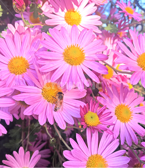 가을,식물,자연,꽃,국화,꿀벌,식물,자연,plants,nature,꽃,flower,곤충,벌레,insect,bug