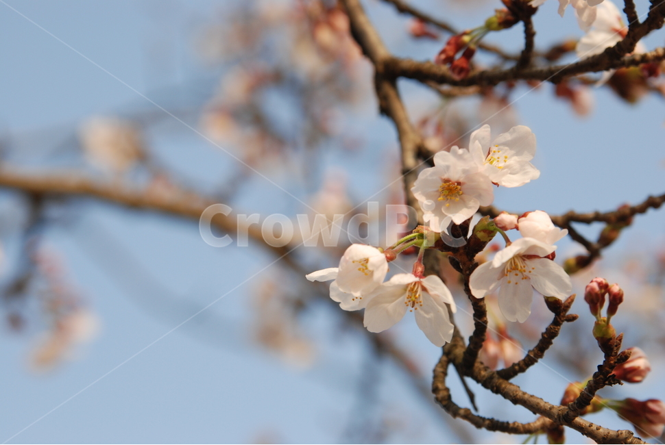 봄,벚꽃,봄나들이,벚꽃엔딩,꽃구경,봄,계절,spring,season,plant,식물