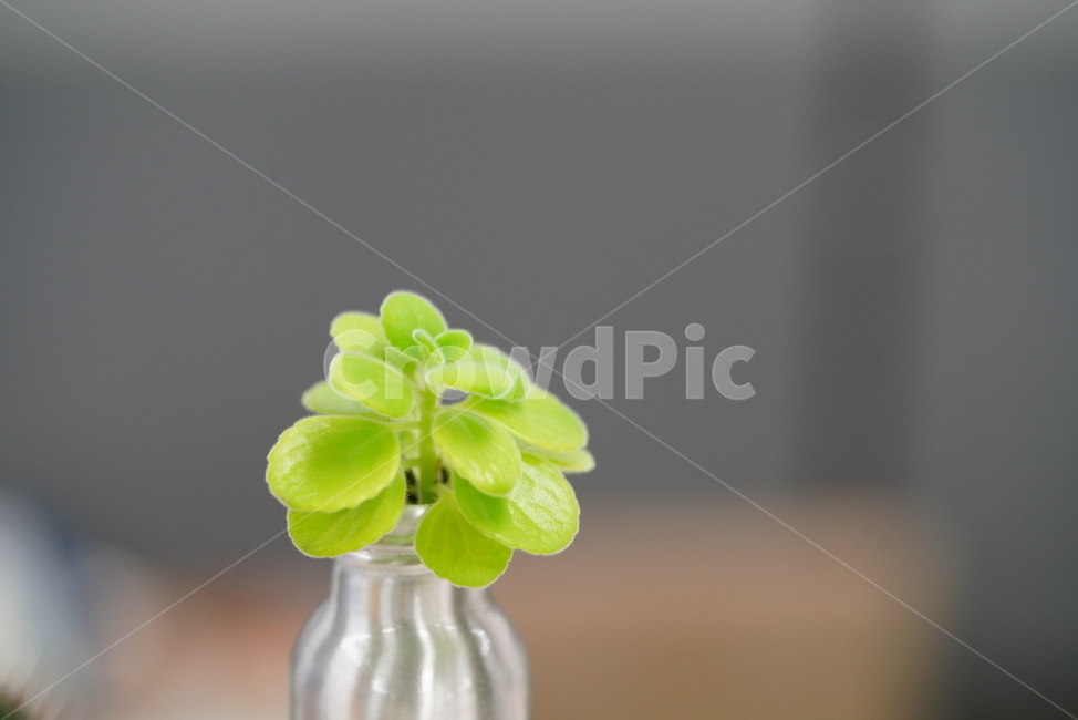 잎,식물,화분,그린,green,환경,생명,생물,감성,색감,녹색,느낌,자연,식물,자연,plants,nature