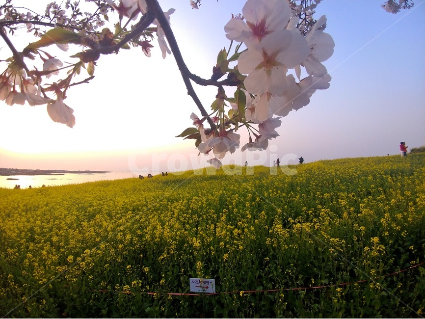 꽃,유채,풍경,감성,자연,하늘,봄,계절,spring,season,자연,풍경,nature,landscape,식물,plants,꽃,flower