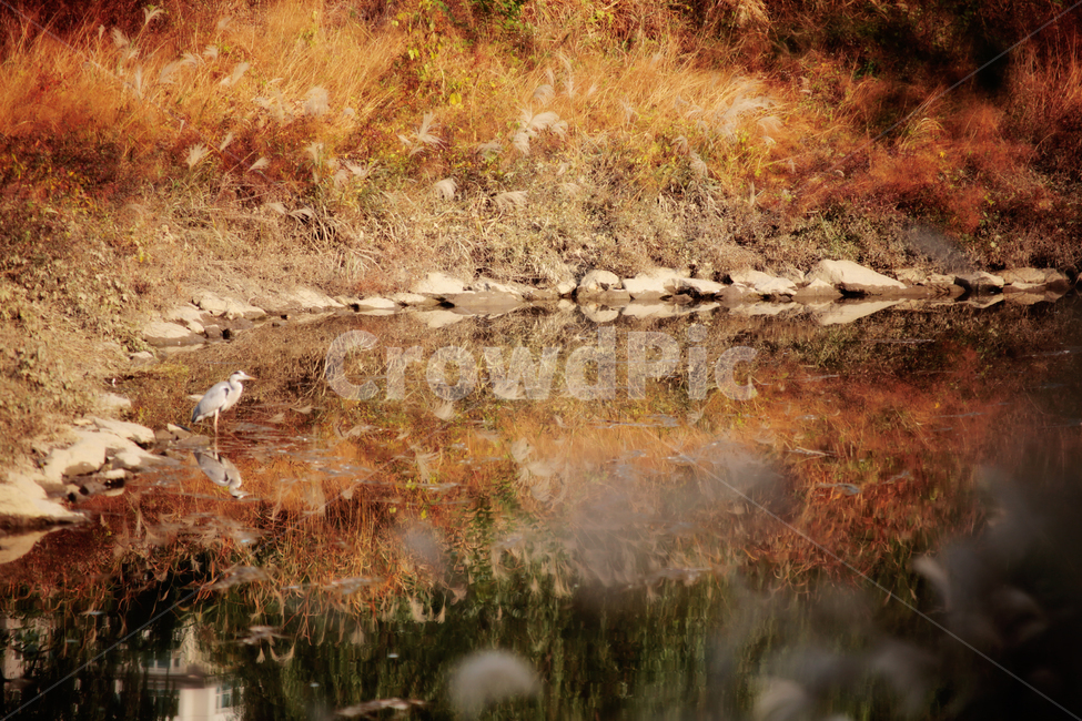 새,bird,반영,갈대,물