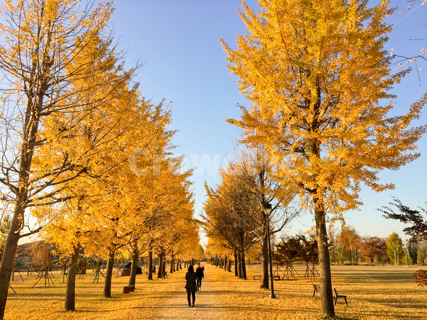 강천섬,자연,풍경,gangcheonisland,gangcheon,은행나무,단풍,가을,노랑,공원,ginkgo,autumnleaves,autumn,yellow,park,가을,계절,fall,autumn,season,자연,풍경,nature,landscape,사람,인물,인간,human,person,tree,나무,plant,식물