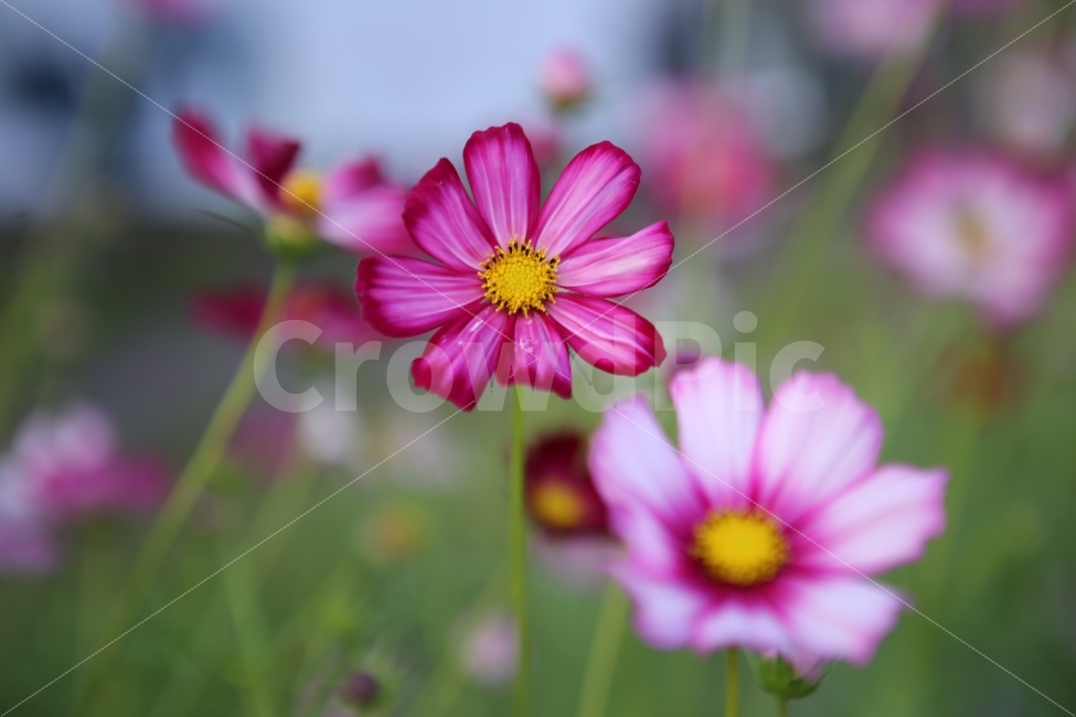 코스모스,가을,식물,한강시민공원,자연,가을,계절,fall,autumn,season,식물,자연,plants,nature,꽃,flower,plant,petal,꽃잎,blossom,daisy,데이지,daisies