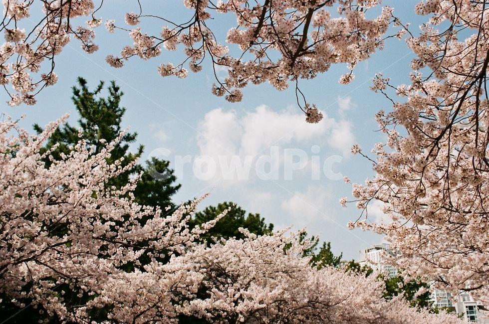 벚꽃,봄,나무,풍경,자연,cherryblossom,spring,tree,nature,landscape,하늘,구름,필름카메라,아날로그,감성,필름,film,analogue,felling,봄,계절,spring,season,자연,풍경,nature,landscape,plant,식물,flower,꽃,cherry blossom,blossom