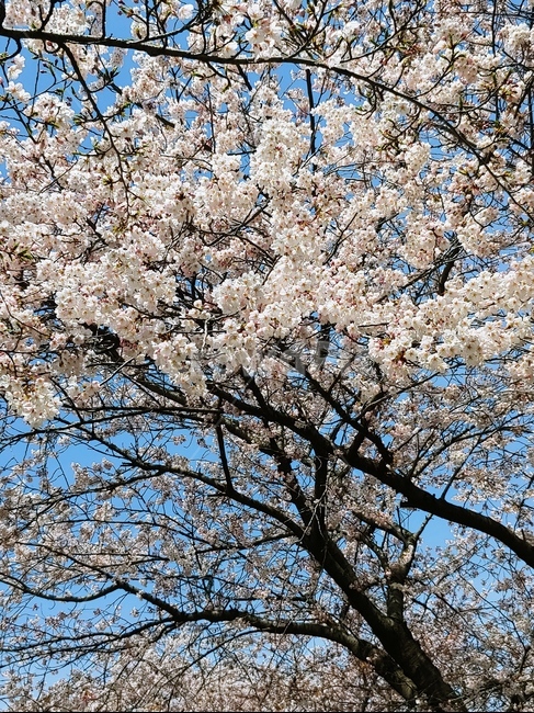 벚꽃,나무,벚꽃나무,꽃구경,꽃,봄,계절,spring,season,식물,자연,plants,nature,꽃,flower,plant,blossom