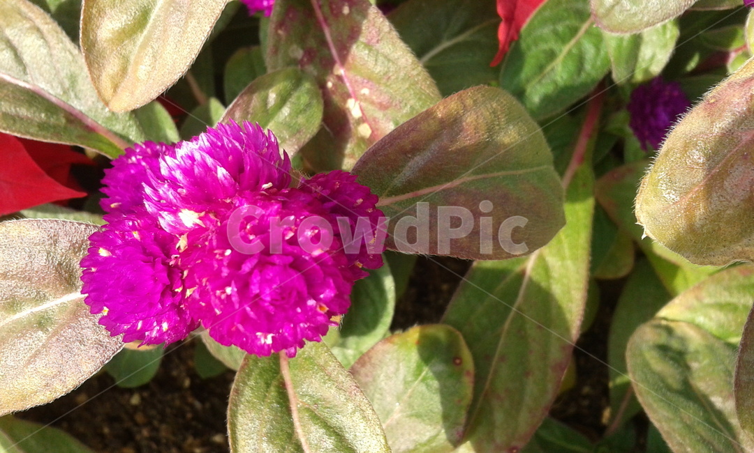 plant,식물,geranium,제라늄,flower,꽃,blossom,식물,자연,plants,nature