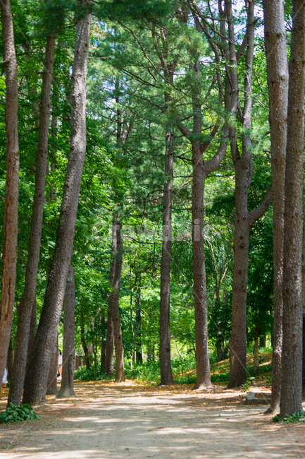 나무,tree,산림,숲,forest,숲길,path,road,산림욕,녹색,green