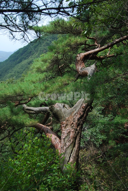 tree,mountain,summer,sky,탐방로,식물,자연,plants,nature,나무,trees,wood