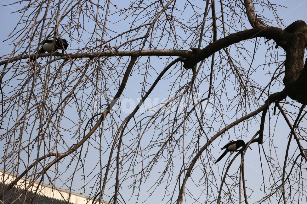 새,조류,까치,자연,나무,나뭇가지,동물,animal,조류,새,birds