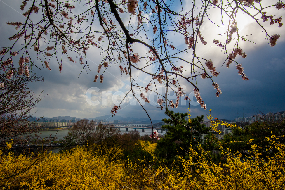 응봉산,개나리,희망,정,감격,달성,봄,계절,spring,season,nature,자연,outdoors,옥외