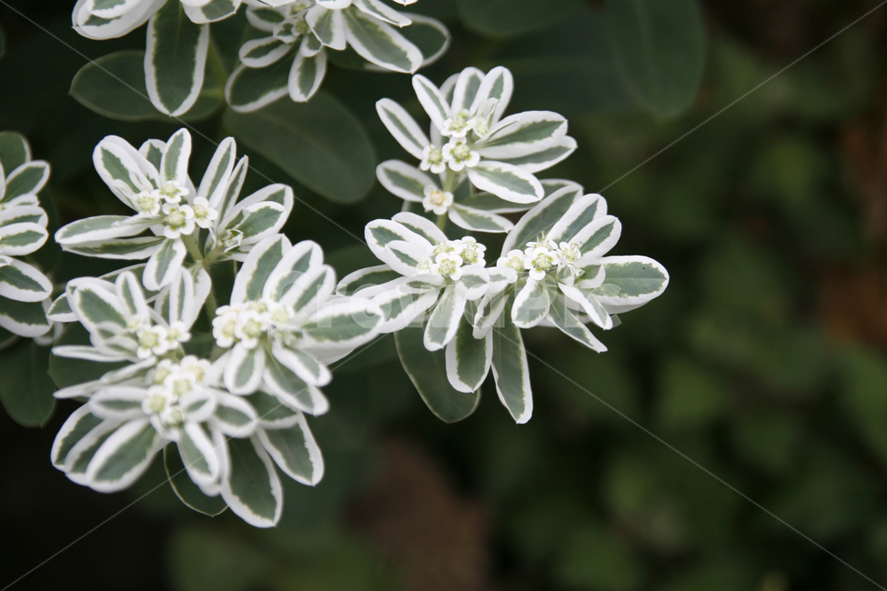설악초,식물,꽃,여름,풀,식물,자연,plants,nature