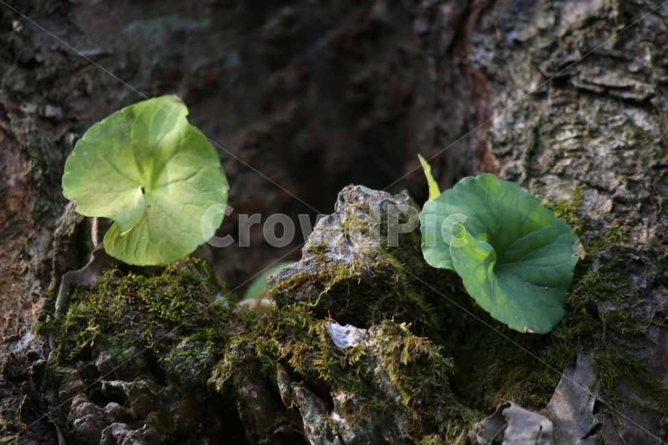 고목,생명,기생,자연,신비,식물,자연,plants,nature