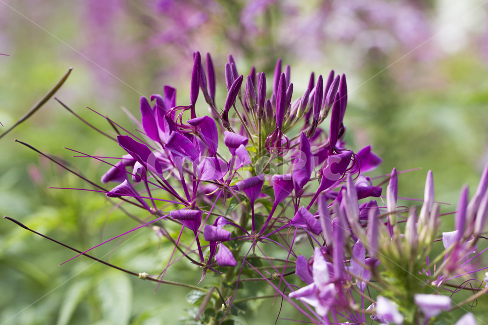 풍접초,꽃,식물,자연,백화채,족두리꽃,들꽃,식물,자연,plants,nature,꽃,flower