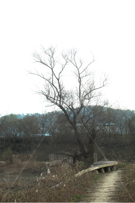 마른나무,가을,고독,가을갈대,길,가을,계절,fall,autumn,season,자연,풍경,nature,landscape,식물,plants,나무,trees,wood,outdoors,옥외