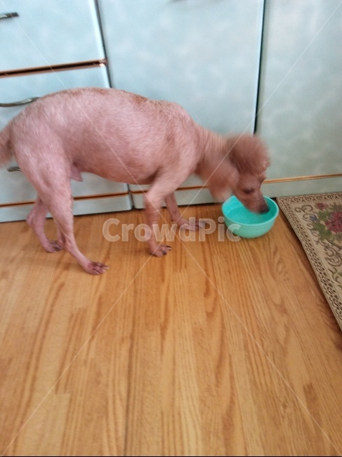 개,푸들,물,애완견,집,동물,animal,포유류,mammal,개,강아지,dog,doggy