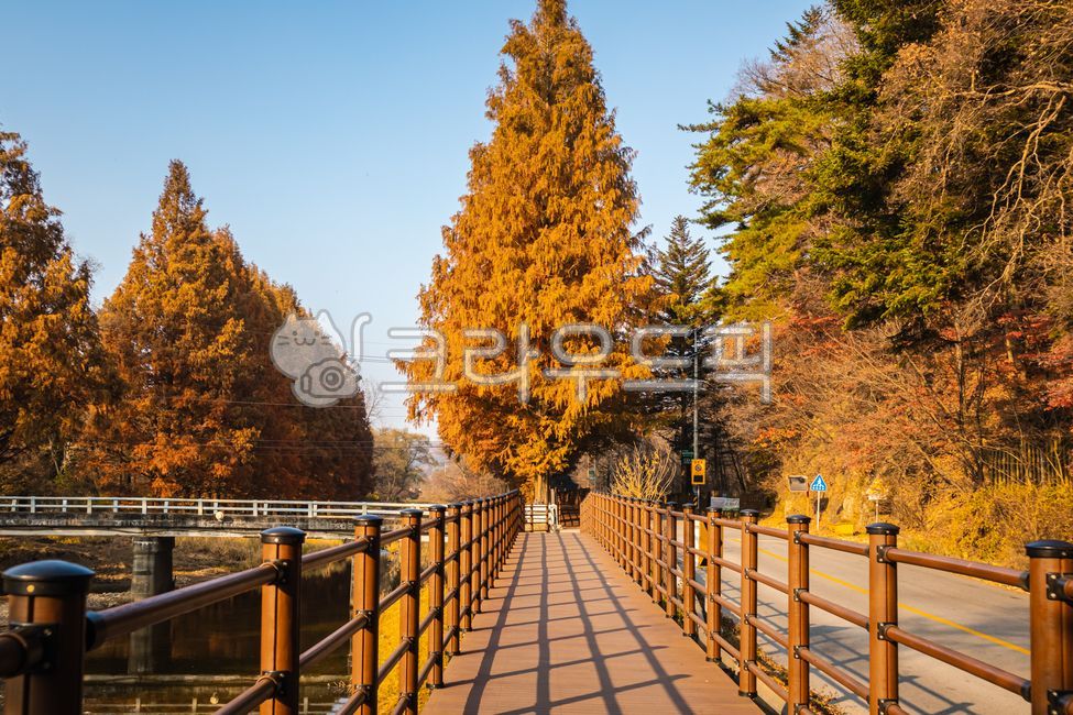 tree,metasequoia,trail,autumn forest,railing,Metasequoia Forest,autumn,forest road,boardwalk,Handrail