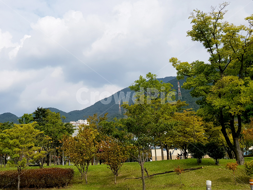 grass,잔디,outdoors,옥외,tree,나무,plant,식물,자연,공원,가을,기울어진