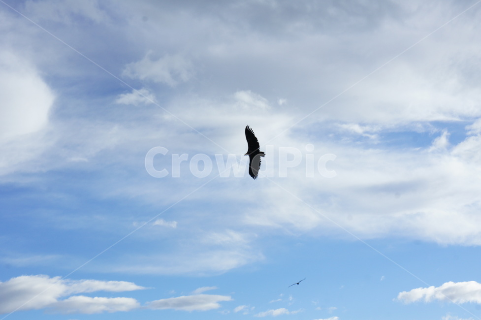하늘,독수리,sky,eagle,구름,cloud