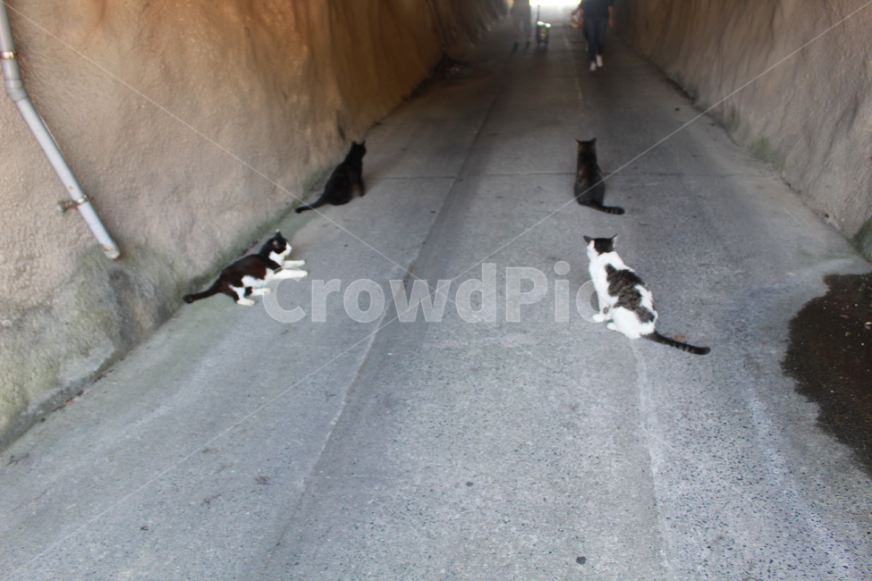 거리,동물,고양이,터널,고양이마을,고양이거리,pet,동물,animal,포유류,mammal,고양이,cat,kitten,kitty