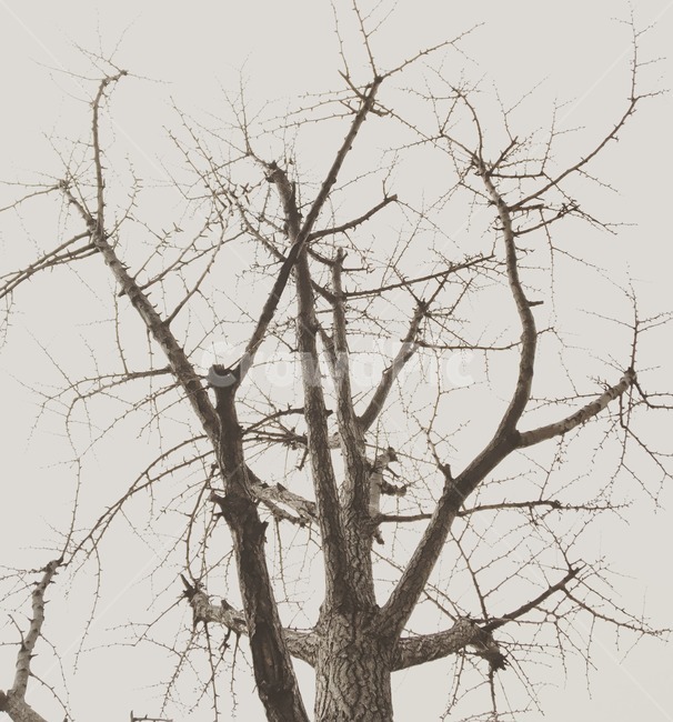하늘,배경,바탕화면,자연,겨울,마른가지,나무,tree