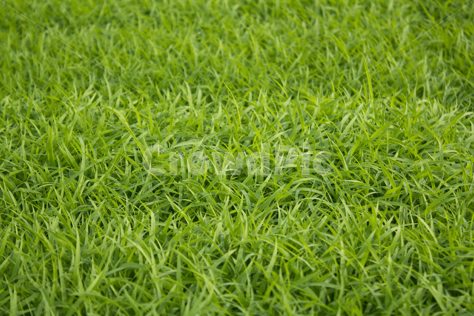 물,녹색,그린,모,모내기,벼,싹,새싹,풀,잔디,풀밭,이슬,젖은,젖어있는,잔디밭,봄,비오는날,물방울,자연,블러,아웃포커스,포커스아웃,식물,농사,논농사,잎,잎사귀,나뭇잎,자연,풍경,nature,landscape,식물,plants,grass,plant