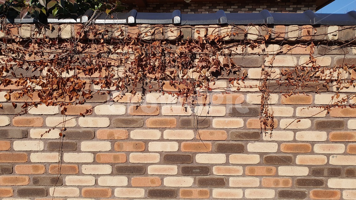 벽돌,brick,wall,벽,담벼락,담장