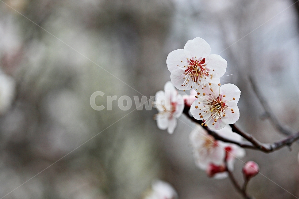 살구꽃,꽃,살구나무,자연,배경,봄,계절,spring,season,식물,자연,plants,nature,꽃,flower,plant,blossom