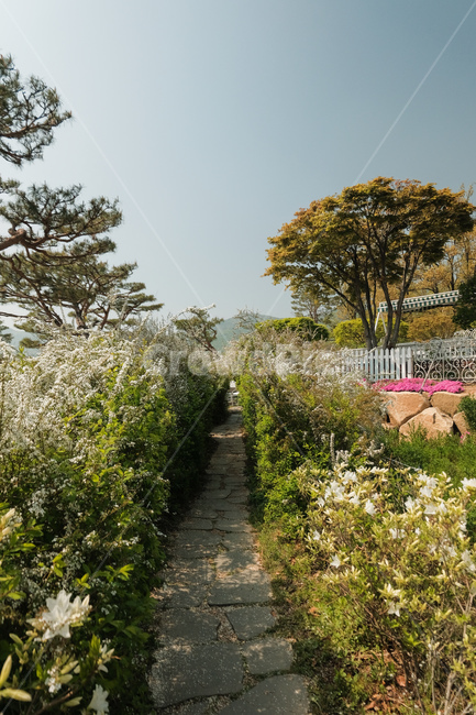 봄길,봄,길,꽃,나무,봄나무,봄꽃,spring,path,flower,tree,풍경,숲
