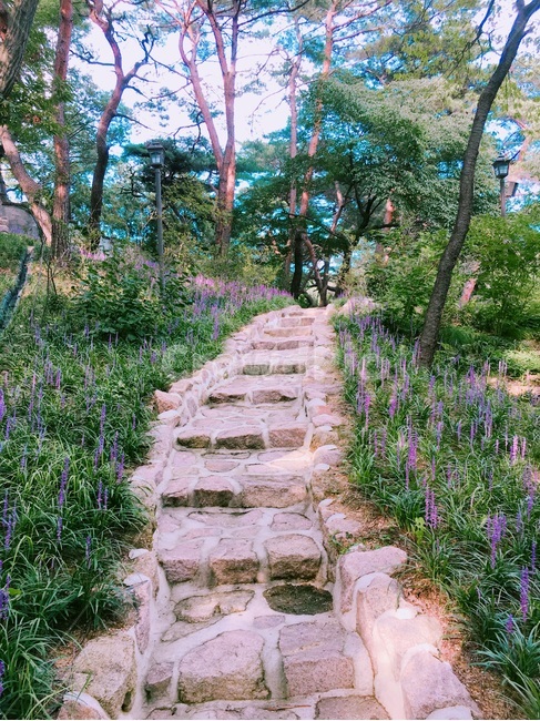 맥문동,자연,꽃,식물,산책,자연,풍경,nature,landscape,outdoors,옥외,garden,정원,arbour,정자,flagstone,판석