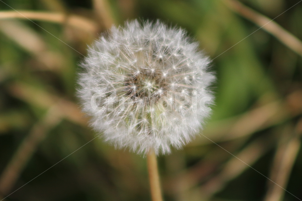 민들레,국화과,씨앗,식물,dandelion,식물,자연,plants,nature