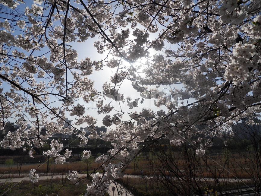 벚꽃,꽃,blossom,flower,식물,식물,자연,plants,nature,꽃,flower