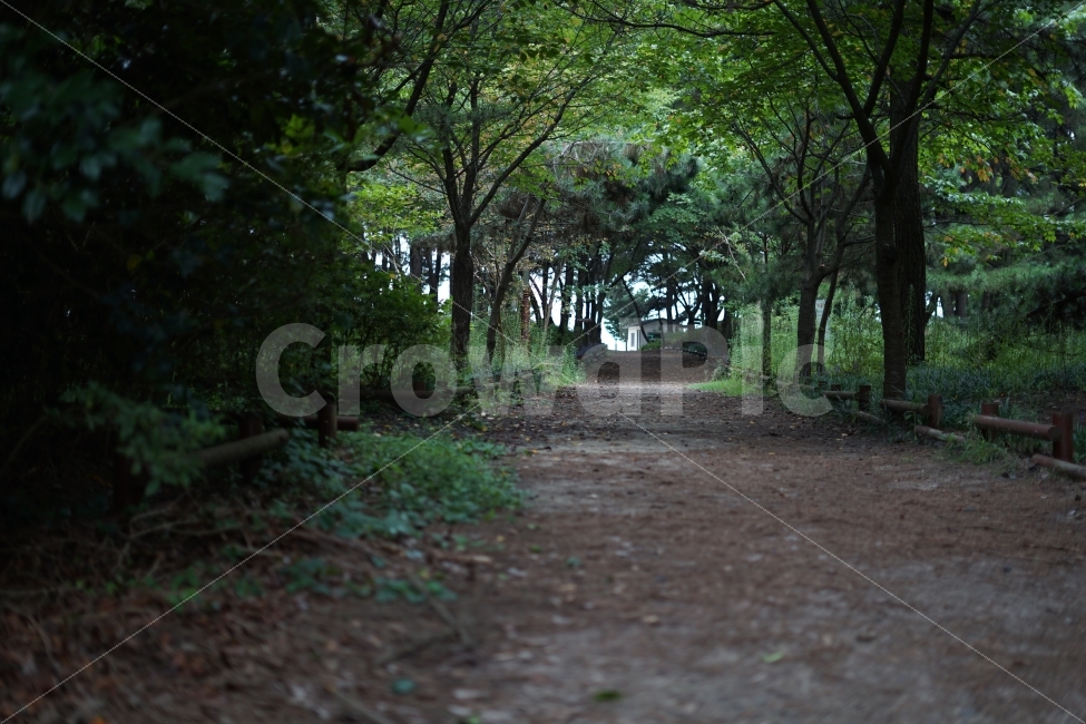 자연,풍경,나무,숲,산책길,자연,풍경,nature,landscape,여름,계절,summer,season,ground,바닥,tree,plant,식물
